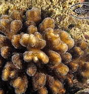 Afbeeldingsresultaten voor Pocilloporidae. Grootte: 176 x 185. Bron: www.chaloklum-diving.com