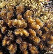 Afbeeldingsresultaten voor Pocilloporidae Wikipedia. Grootte: 182 x 185. Bron: www.chaloklum-diving.com
