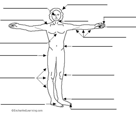 body parts diagram blank  body diagram blank stock pictures