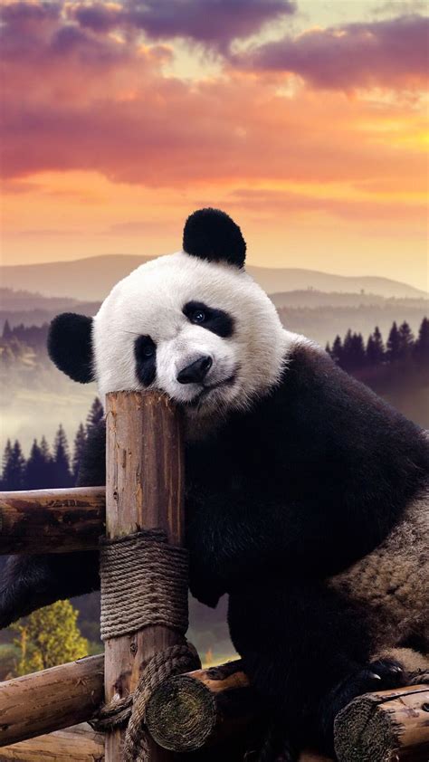 cool panda wallpaper  computer hd cute panda hd backgrounds tumblr
