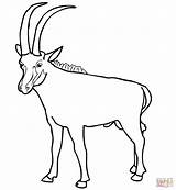 Coloring Pages Sable Antelope Springbok Animals Drawing Printable sketch template