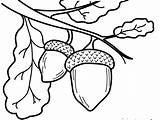 Acorn Coloring Pages Acorns Drawing Print Book Getdrawings Fresh Collection sketch template