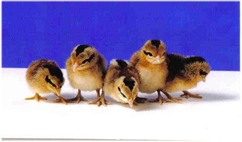 Black Breasted Red Phoenix Chicks For Sale Cackle Hatchery