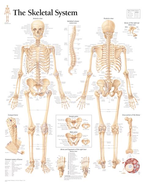 skeletal system scientific publishing