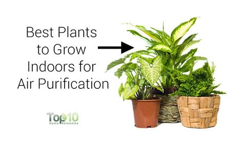 10 best plants you can grow indoors for air purification top 10 home