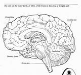 Neuroanatomia Cerebro Ciencia Anatomia Labels Cadaver Kindergarten Nervioso sketch template