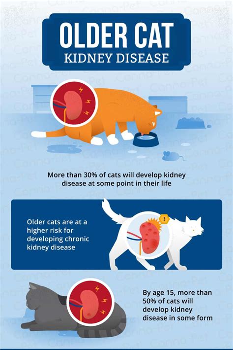 kidney disease  older cats canna pet