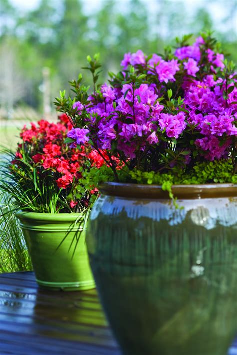 tips  growing azaleas  pots plant addicts