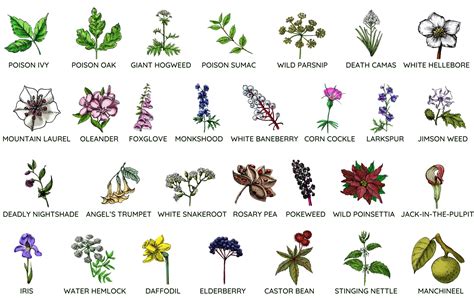 flowering plants list names