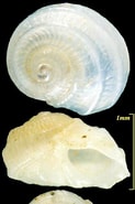 Afbeeldingsresultaten voor "tornus Subcarinatus". Grootte: 123 x 185. Bron: bishogai.com