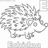 Echidna Coloringfolder sketch template