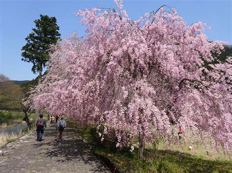 weeping cherry blossom  attract people fukuitravel