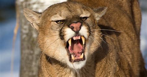 colorado man kills mountain lion  attacked   jogging huffpost