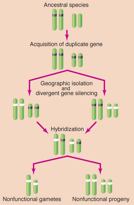 gene duplication and evolution science