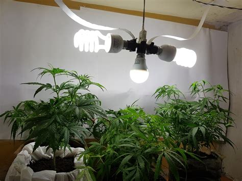 help me determine sex of the plants grow journals indoor strain