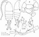 Afbeeldingsresultaten voor "pleuromamma Xiphias". Grootte: 150 x 142. Bron: www.researchgate.net