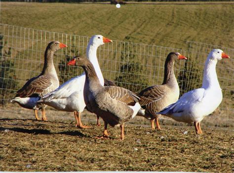 hatchery choice geese surplus cackle hatchery®