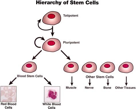 induced pluripotent stem cells jeffreysterlingmdcom