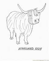 Highland Cow Coloring Pages Colouring Cattle Template Designlooter 4kb Coloringhome sketch template