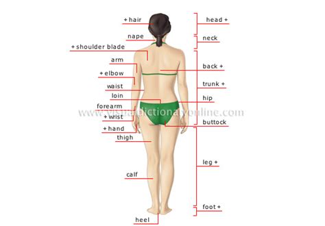 human  human body woman posterior view image visual