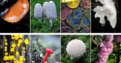 exploremos en la genetica reino fungi reino fungi fungi clase de