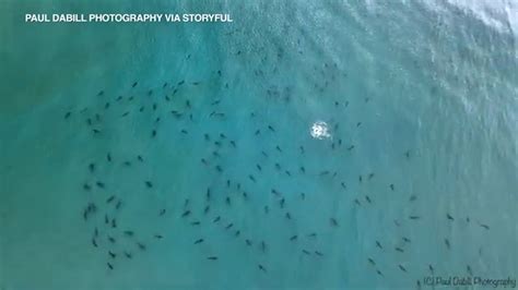 drone captures school  blacktip sharks  floridas singer island abc chicago
