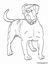 Bulldog American Coloring Pages Dog Collar Printable Color Grown Large Getcolorings Leather Drawing Choose Board Letscolorit Americ sketch template