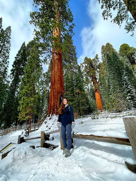 sequoia national park ultimate guide