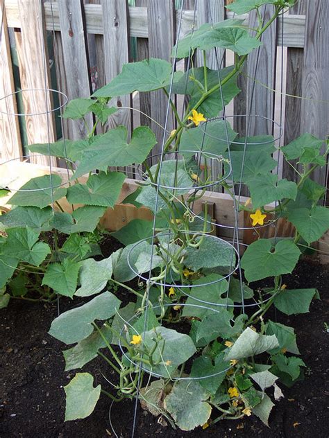 how to grow cucumber easy different tips to grow cucumber everything
