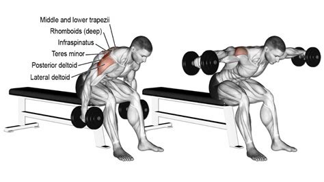 seated rear delt fly properly