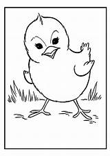 Coloring Chick Pages Colouring Chicken Preschool Animal Animals Kids sketch template