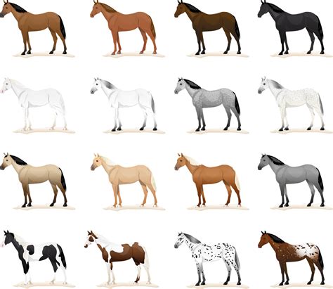 horse horses coat color equine coat colors royalty