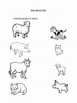 Animale Domestice Cu Colorat Lor Puii Lucru Puiul Uneste sketch template