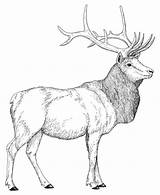 Elk Deer Ciervo Bestcoloringpagesforkids Venado Macho Moose Roosevelt Dentistmitcham sketch template