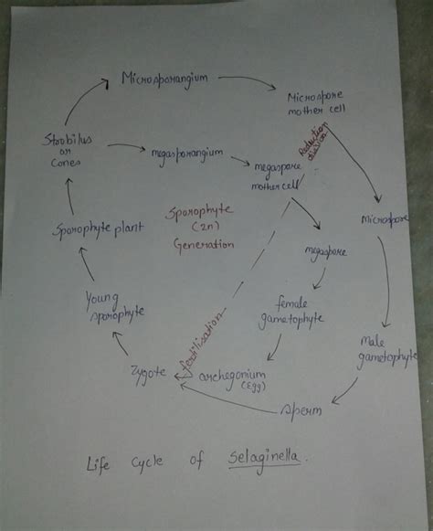 Explain The Life Cycle Of Selaginella Phylum Lycopodiophyta Wizedu