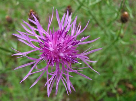 Spotted Knapweed Spotted Knapweed Centaurea Stoebe Cent Flickr