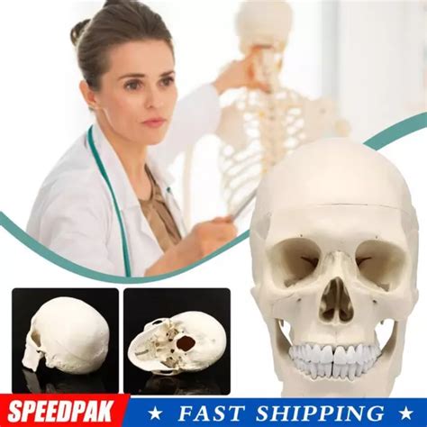 life size human anatomical anatomy resin head bone model skull teaching qg  picclick