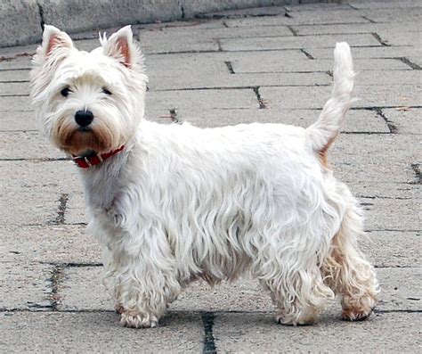 filewest highland white terrier krakowjpg wikipedia