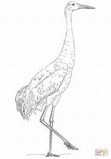 Coloring Sandhill Colorear Cranes Grulla Whooping Coloringbay sketch template