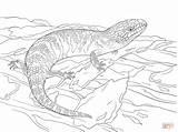 Skink Tongued Tongue Frilled Lizards Dragon Juvenile Designlooter sketch template