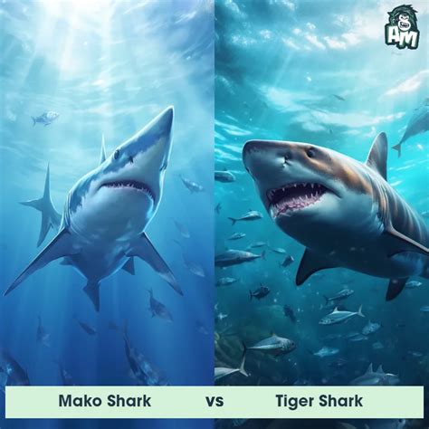 mako shark  tiger shark   wins animal matchup