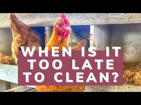 clean  chicken coop audreys  farm