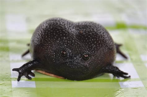 black rain frog   dubbed   worlds grumpiest amphibian