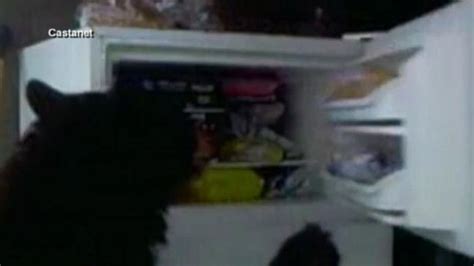 picky bear caught on camera in couple s freezer abc news