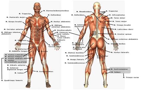 sistem anatomi tubuh manusia fungsi  penjelasan terlengkap