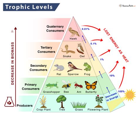 trophic level definition examples  diagram