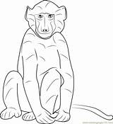 Baboon Coloring Cape Coloringpages101 Pages sketch template
