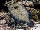 Image result for "bothus Lunatus". Size: 133 x 100. Source: www.reeflex.net