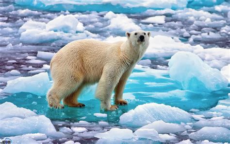 animals beards bears polar bears ice wallpapers hd desktop