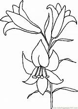 Lily Coloring Easter Pages Drawing Printable Outline Flower Line Lilies Color Clipart Holidays Stargazer Drawings Flowers Cooloring Print Plant Library sketch template